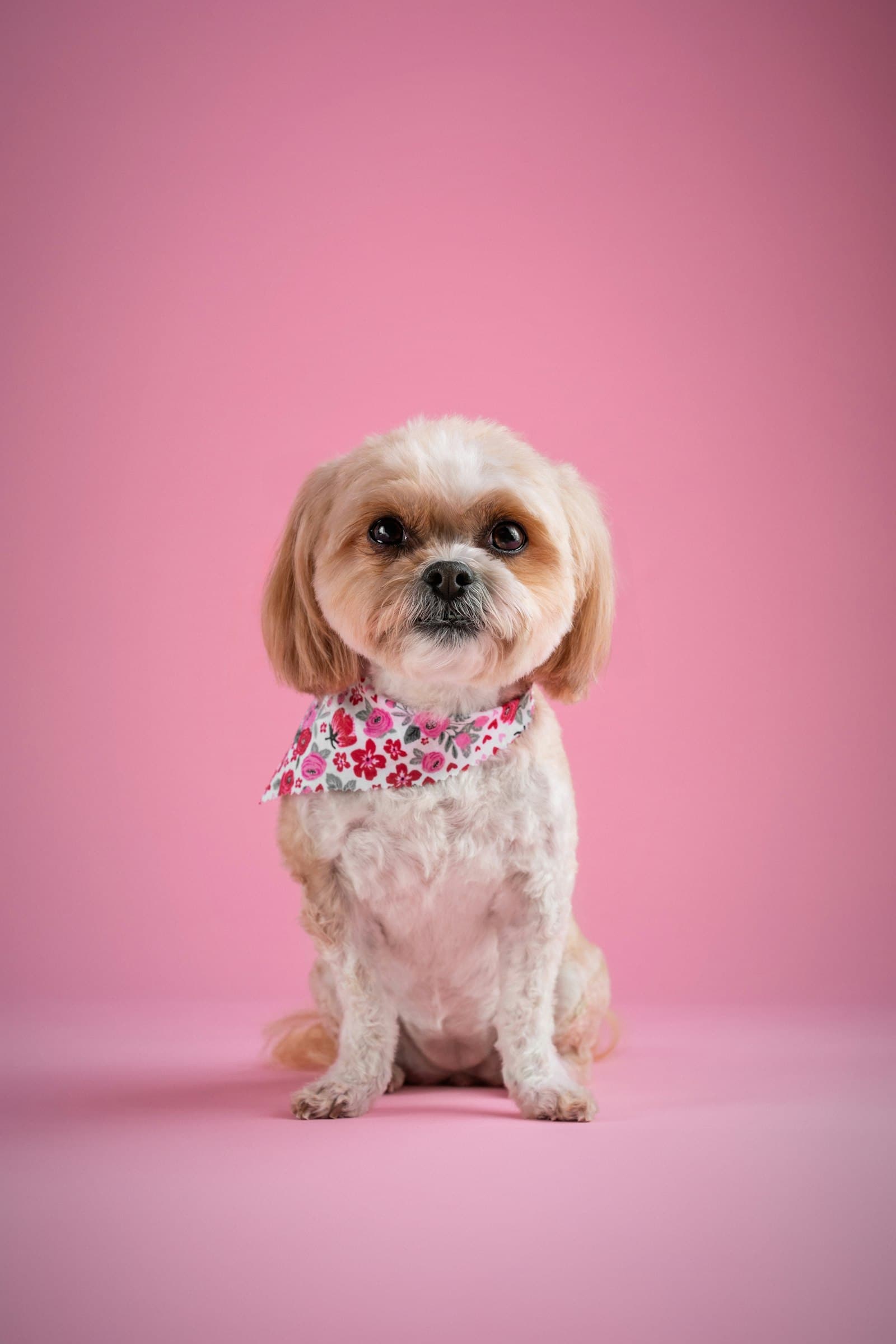 Groomed shih tzu mix in a floral bandana