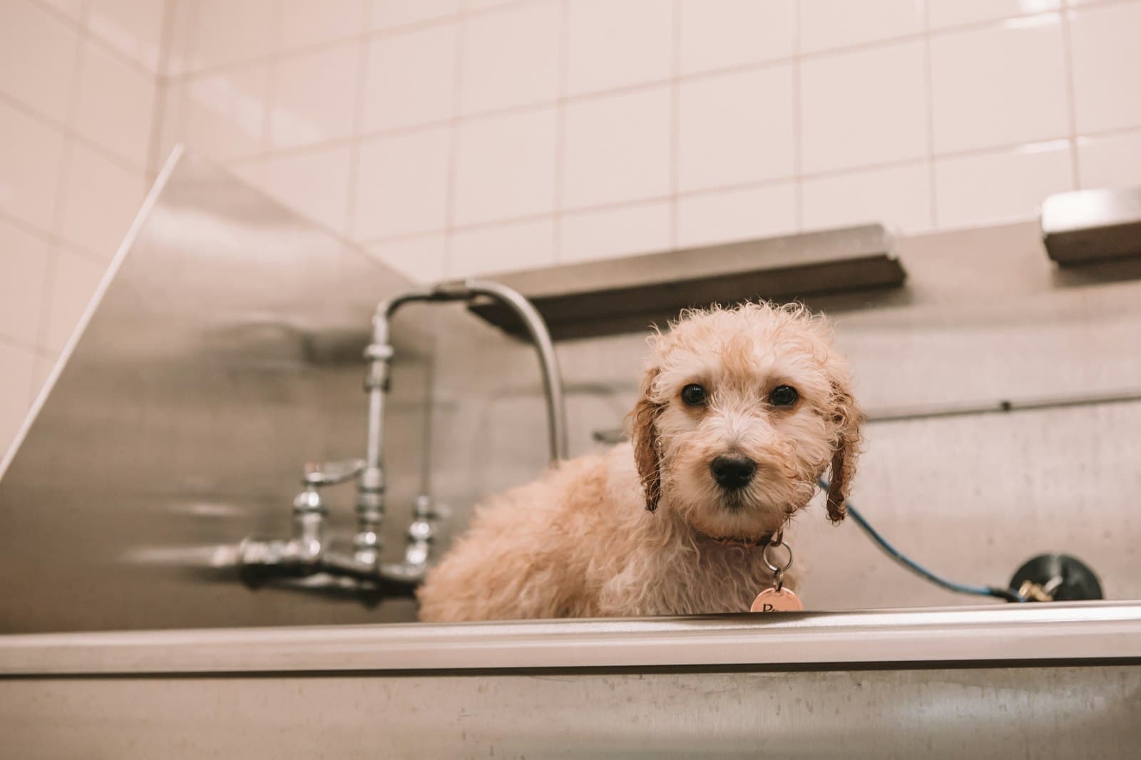 Doodle sentado en una tina de grooming durante el baño