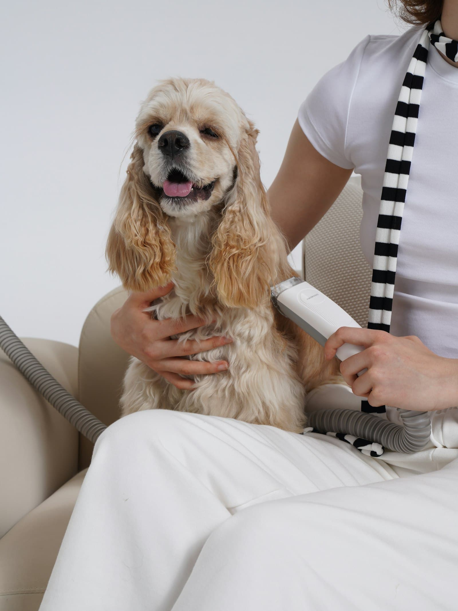 Cocker spaniel being brushed and dried on its owner's lap