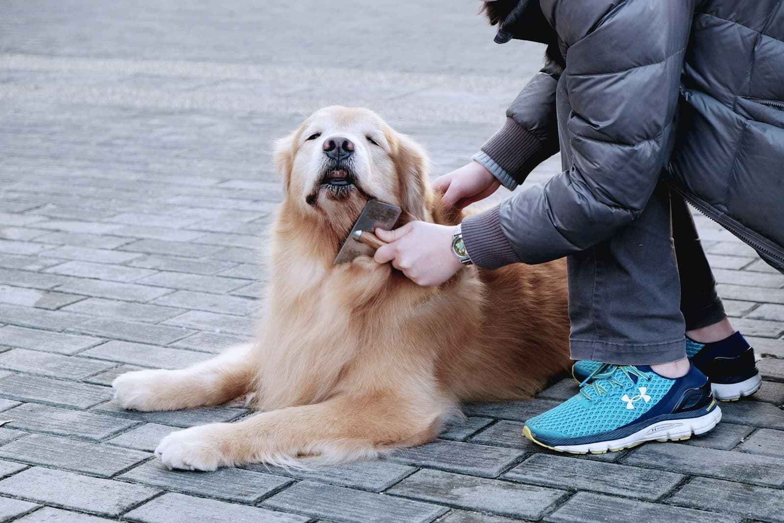 Golden retriever greeting a visitor on the pavement outside a home
