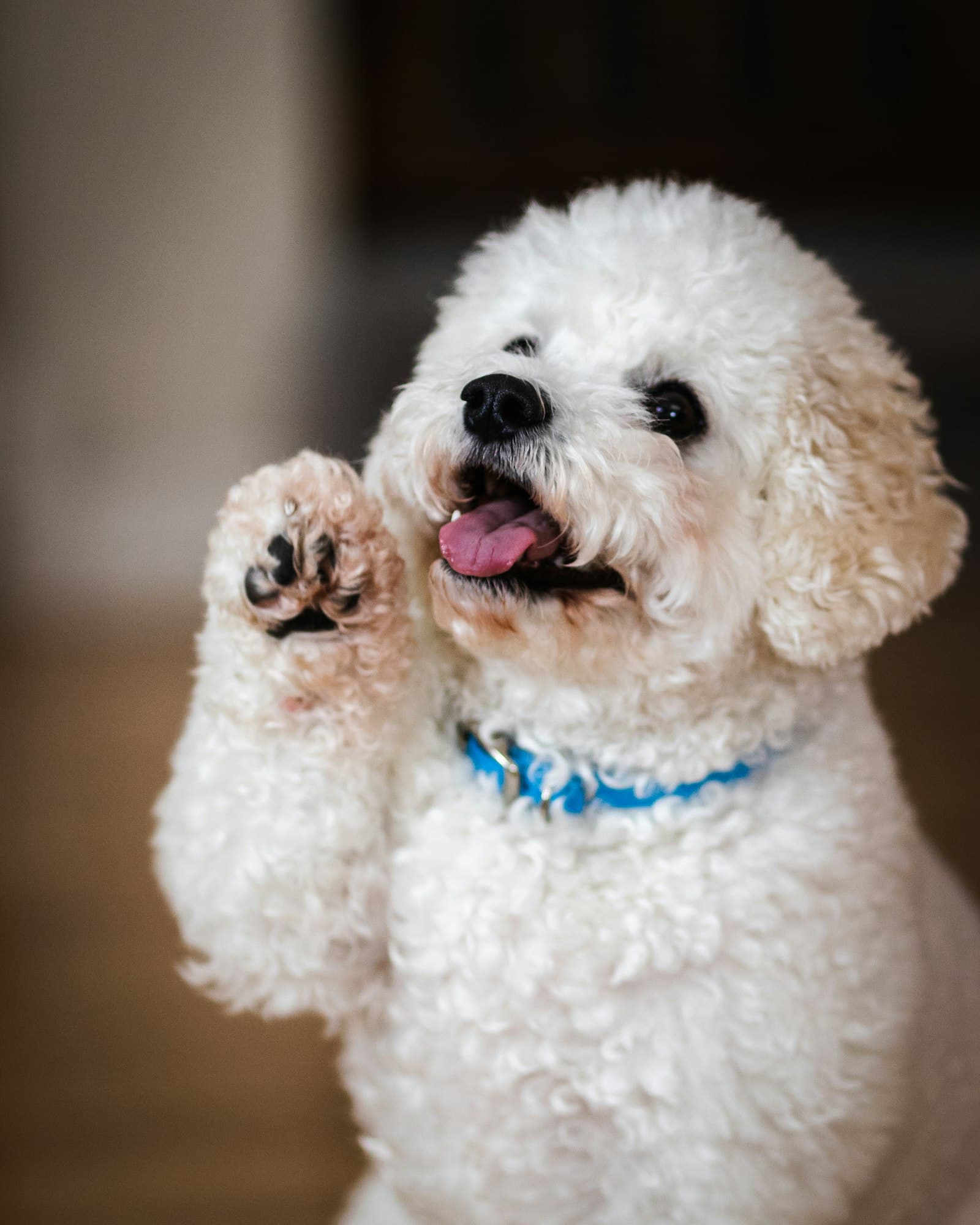 Fluffy white doodle lifting a paw after a fresh groom