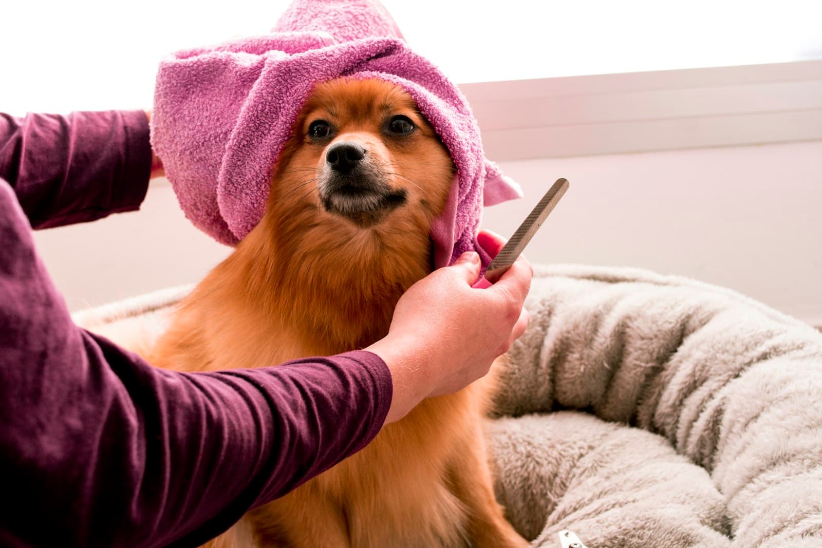 Pomerania envuelto en una toalla mientras lo peinan después del baño
