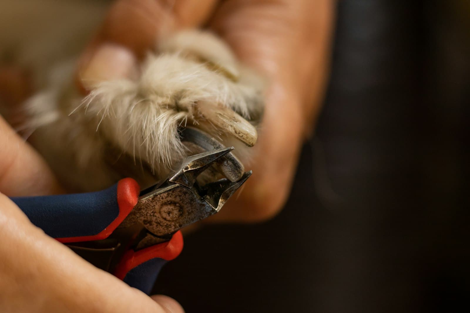 Dog's paw held gently while the nails are clipped