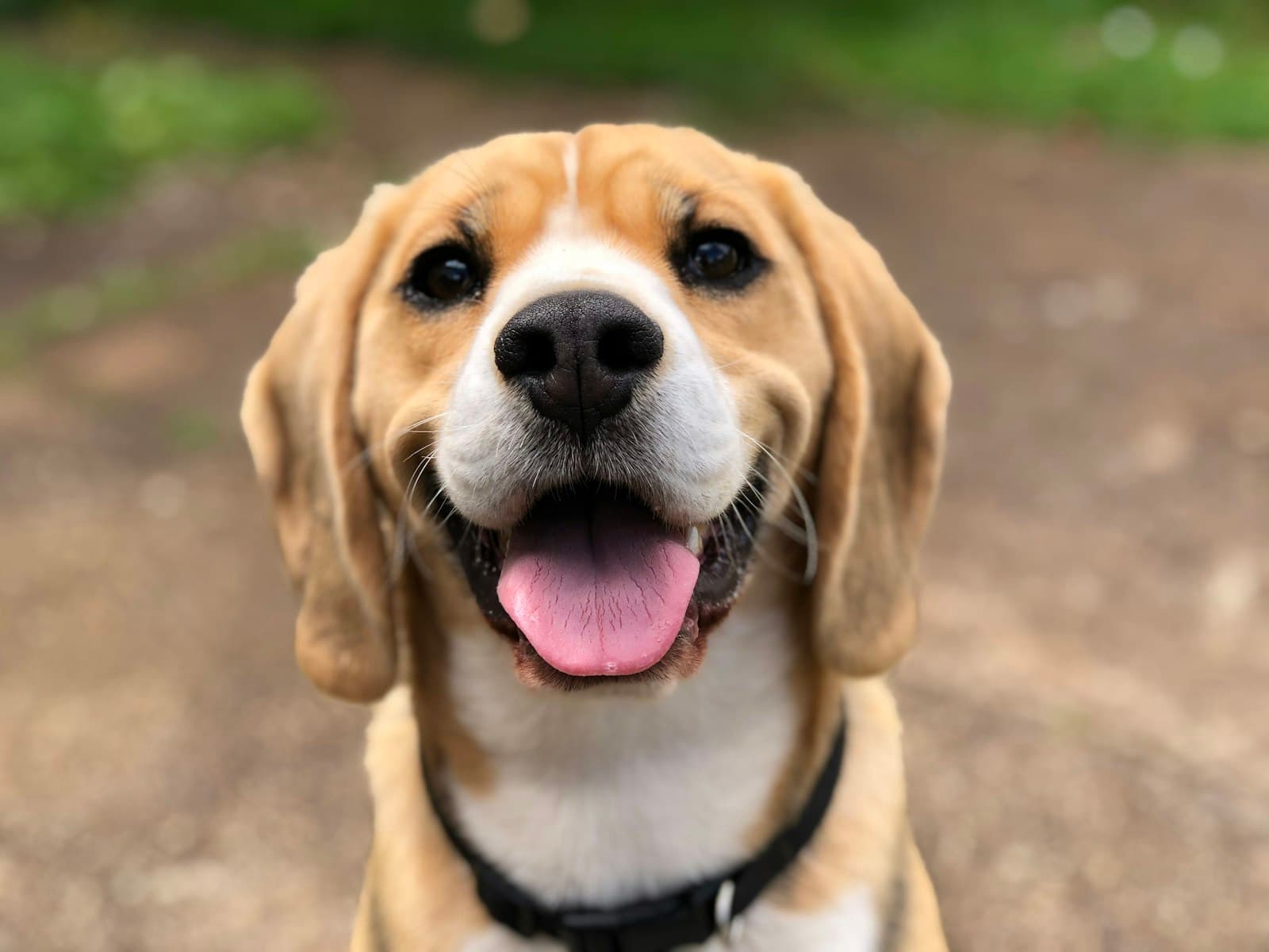 Perro mezcla de beagle sonriendo con los dientes limpios