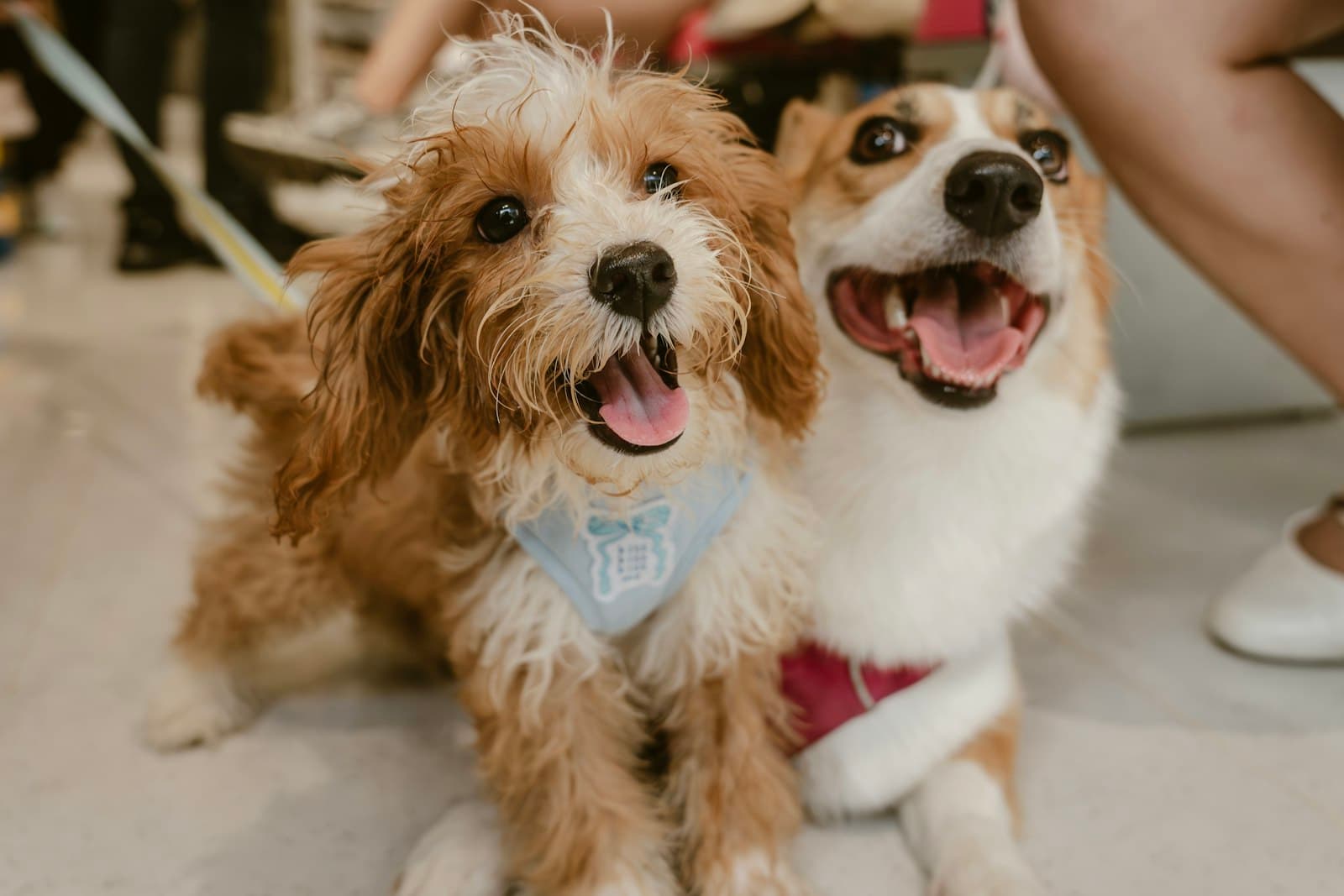 Dos perros felices con pañuelos
