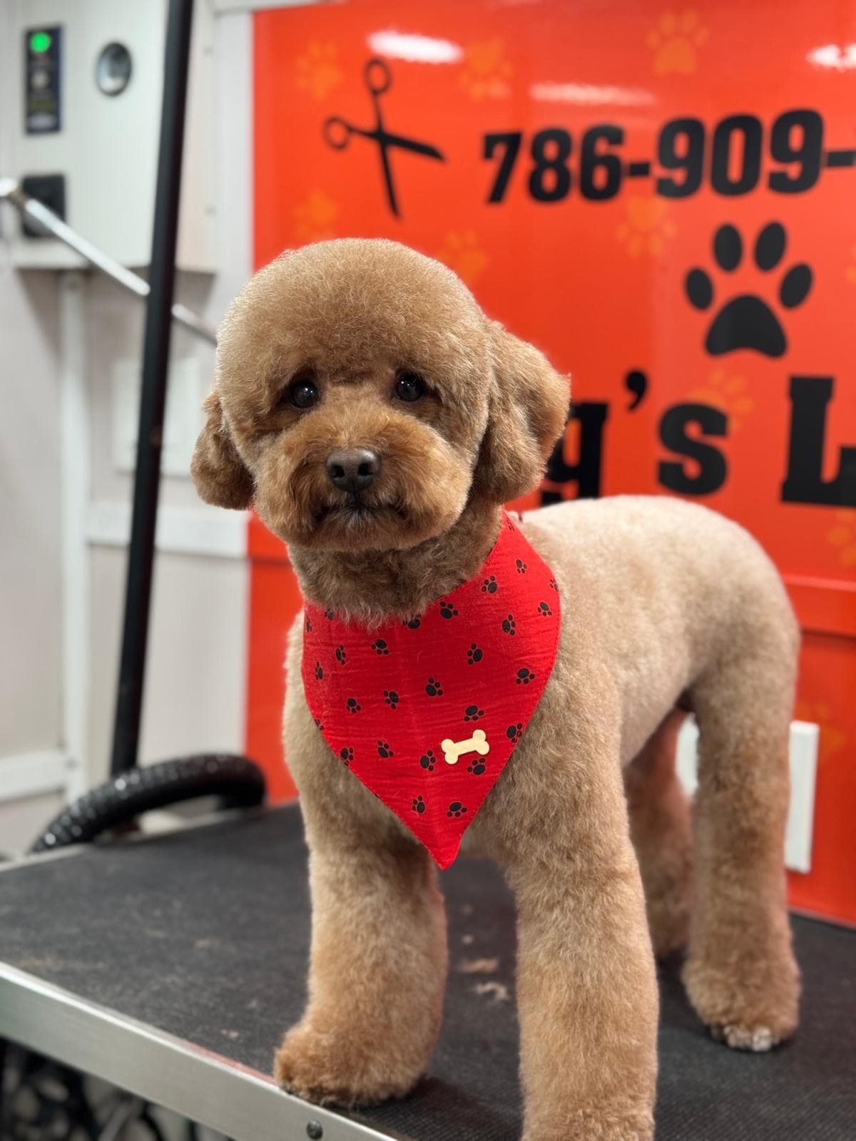 Caniche albaricoque recién arreglado con pañoleta roja de huellas sobre la mesa de grooming