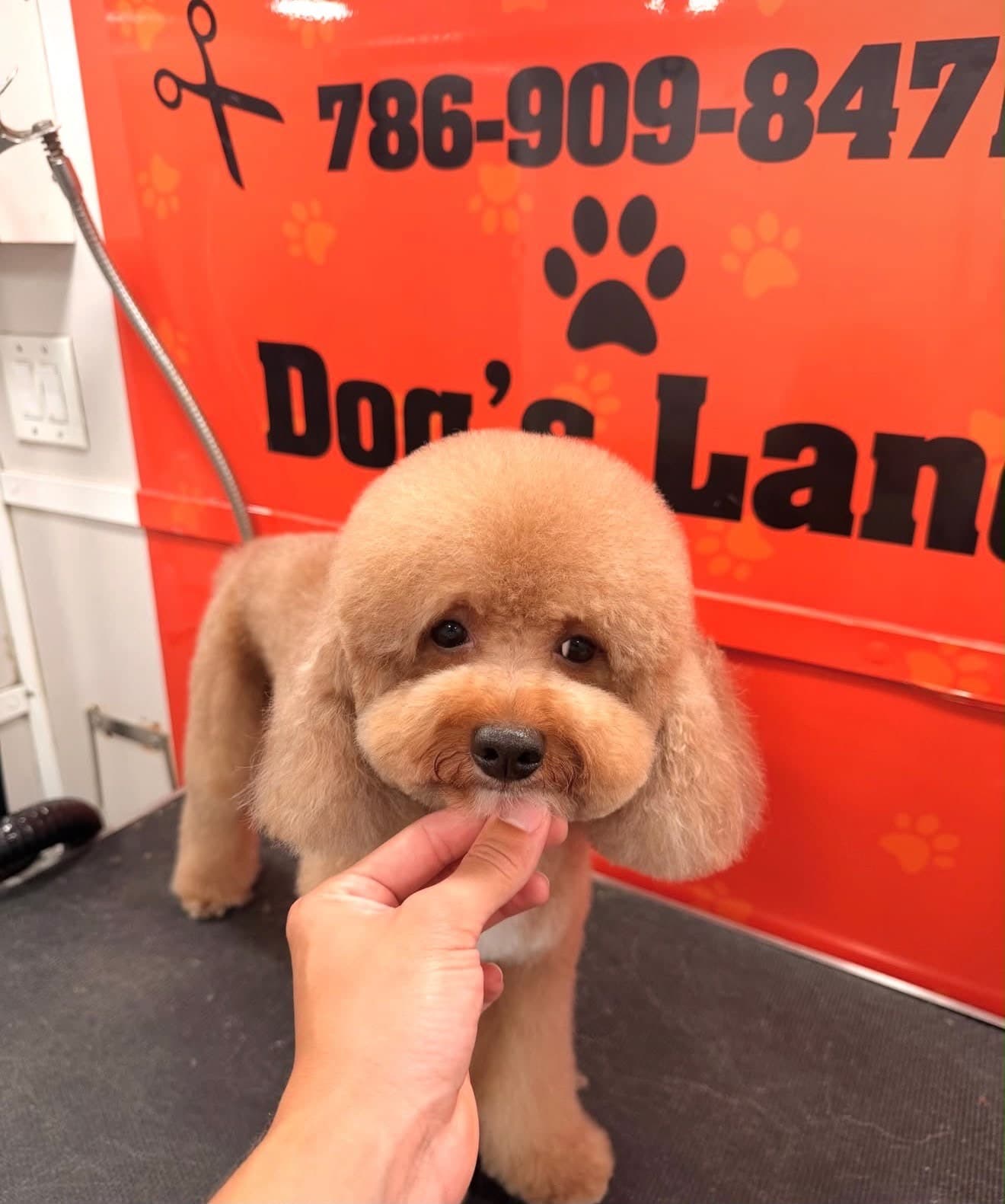 Caniche albaricoque con corte redondo tipo osito en el salón móvil de Dog's Land