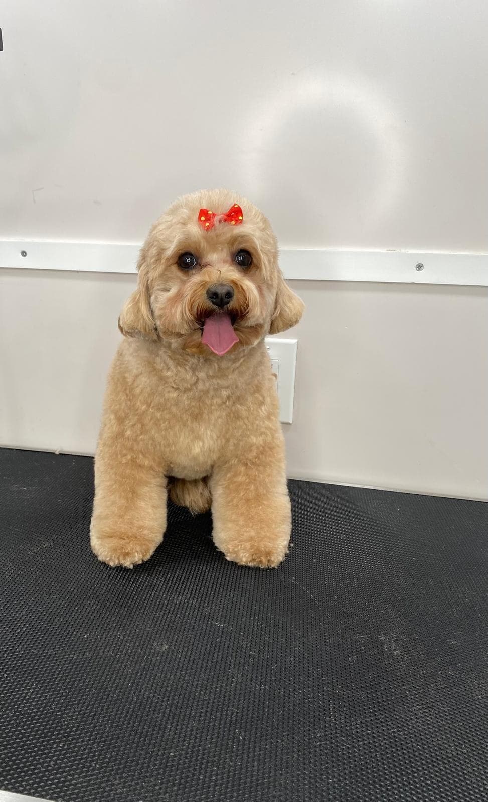 Cavapoo recién arreglado con un lazo rojo, sentado en el salón móvil