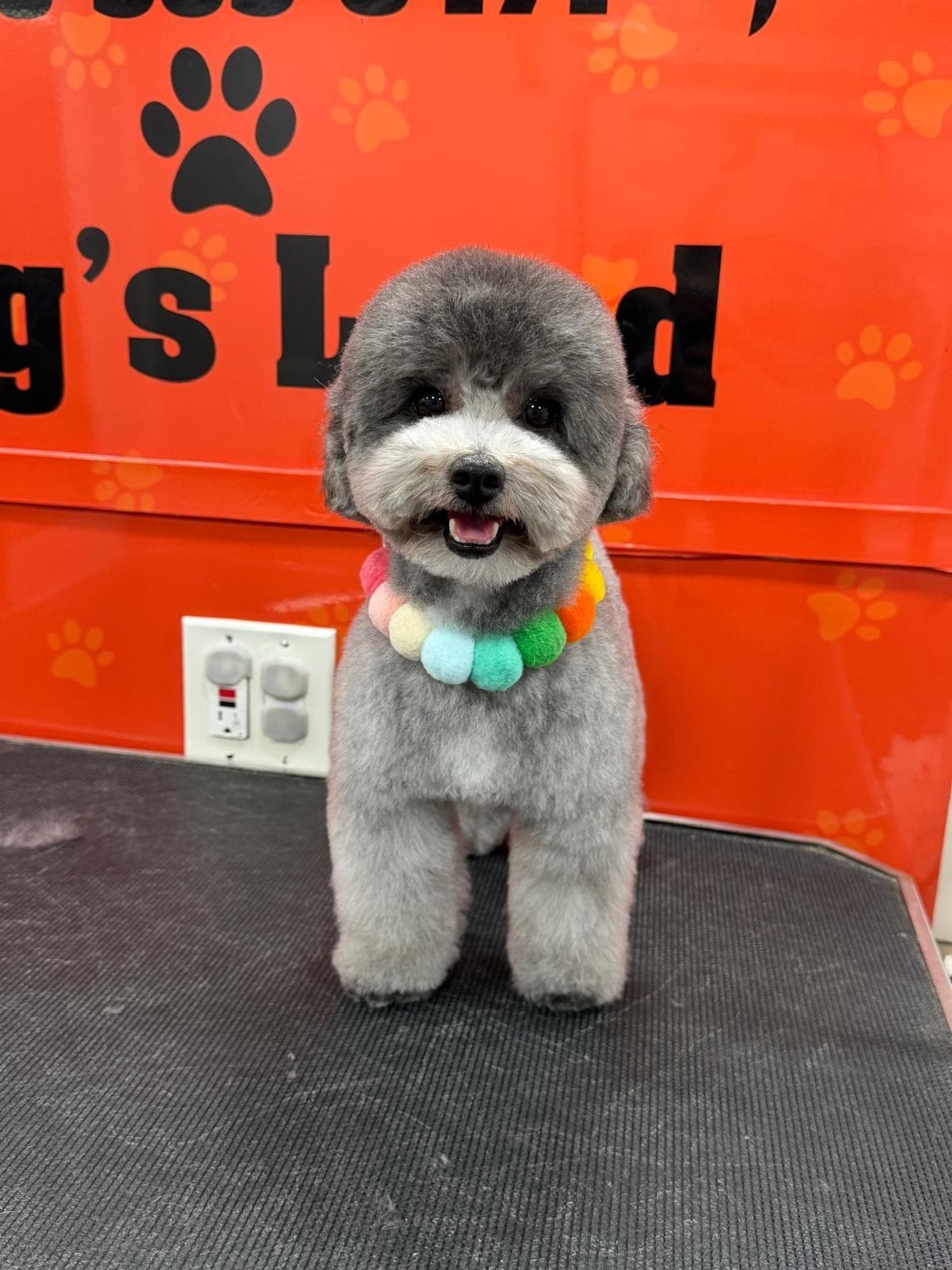 Caniche gris con corte tipo osito y collar de pompones de colores