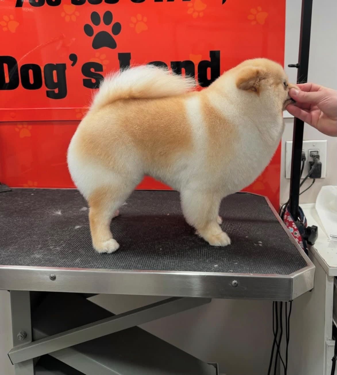 Pomerania con un corte redondeado de exposición, de pie sobre la mesa de grooming