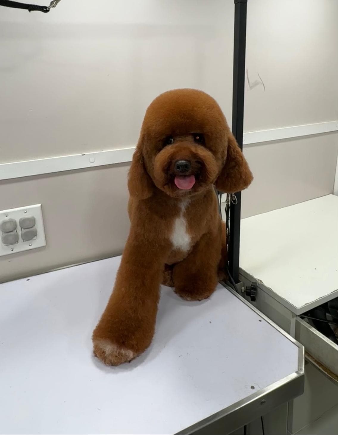 Caniche rojo con corte completo esculpido sobre la mesa de grooming