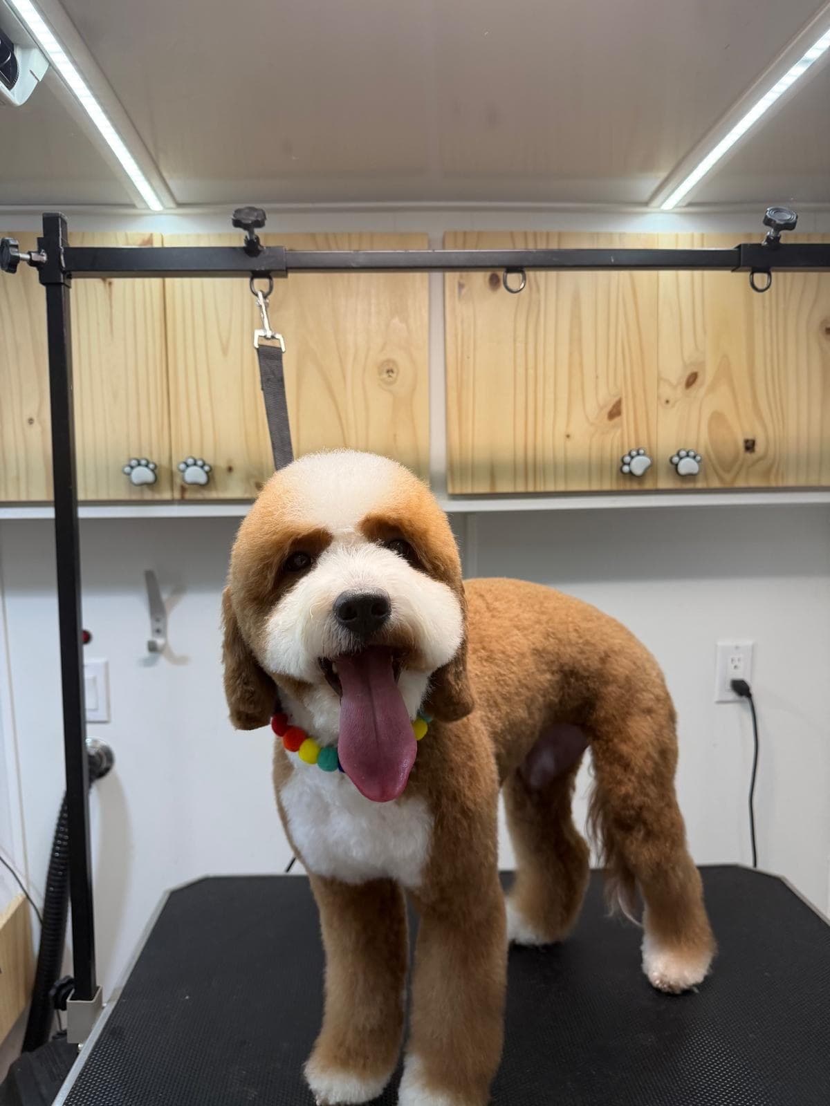 Doodle rojo y blanco recién arreglado dentro del salón móvil
