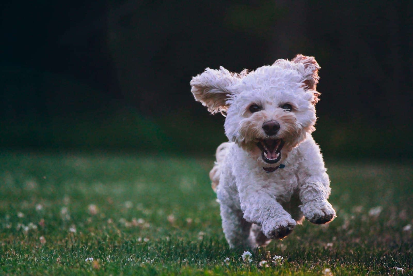 Freshly groomed white puppy running across the grass